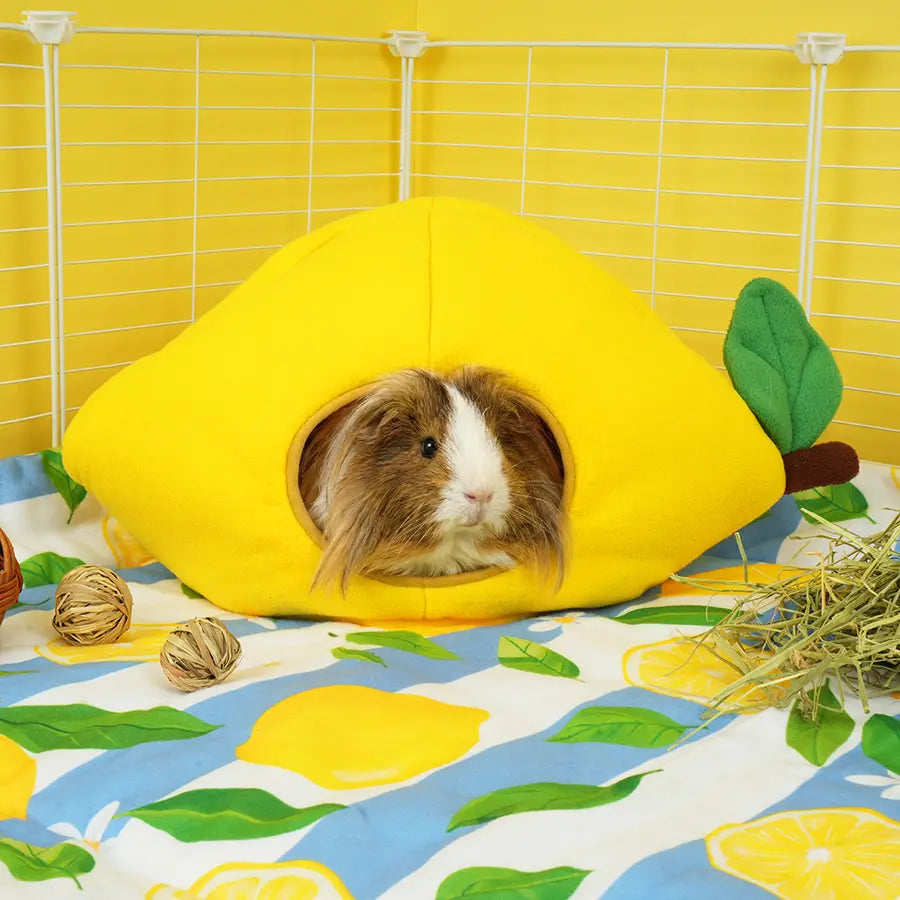 Lemon Guinea Pig Hide | Amalfi Collection