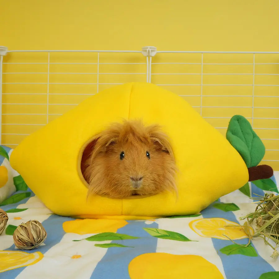 Lemon Guinea Pig Hide | Amalfi Collection