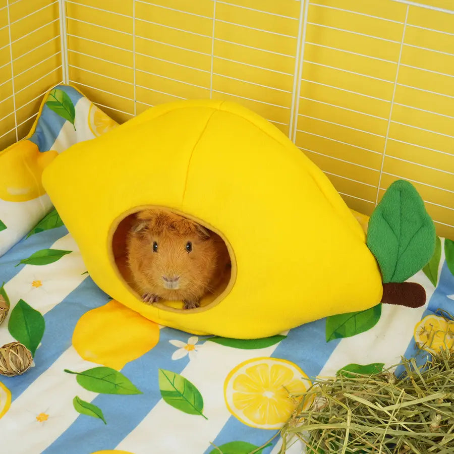 Lemon Guinea Pig Hide | Amalfi Collection
