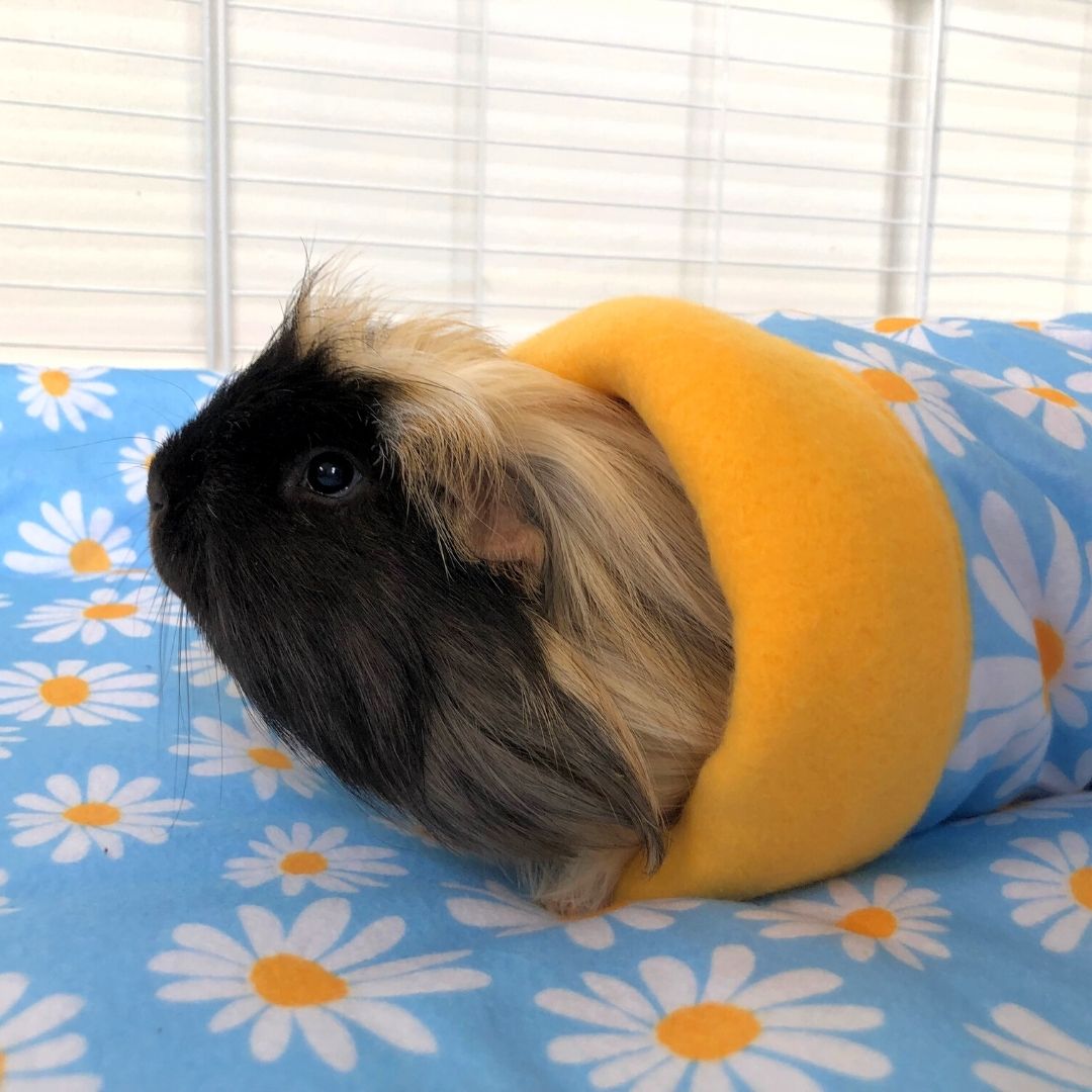 Guinea Pig Tunnel | Daisy Collection